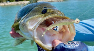 Professional Grade Fishing Products - Lures & Baits You Demand