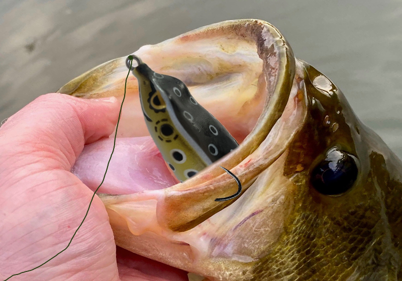 The Science Behind When to Fish Topwater Lures