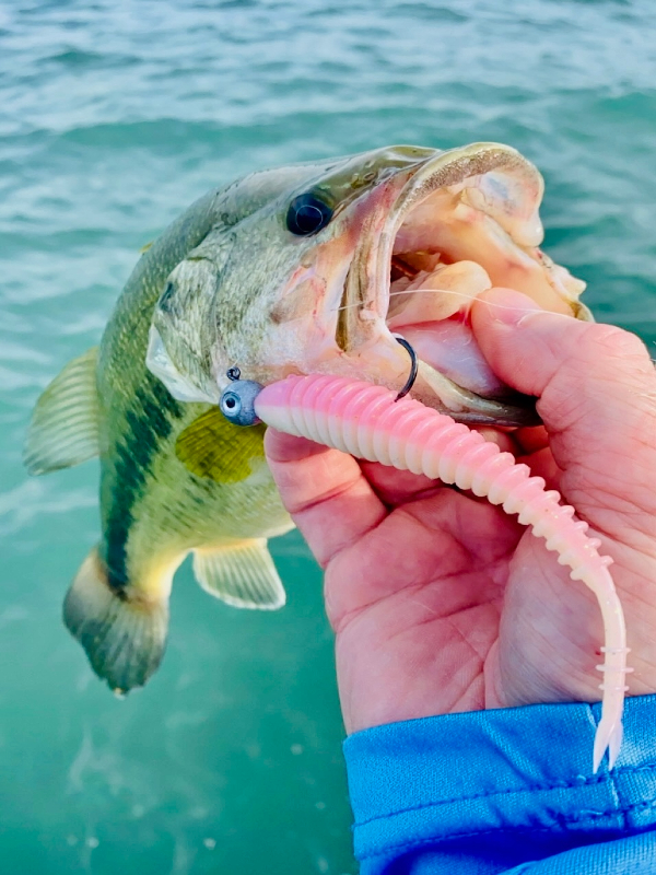 Dangling Fish From Ciling Damiki Rig Fishing - How and When to Fish the Damiki Rig
