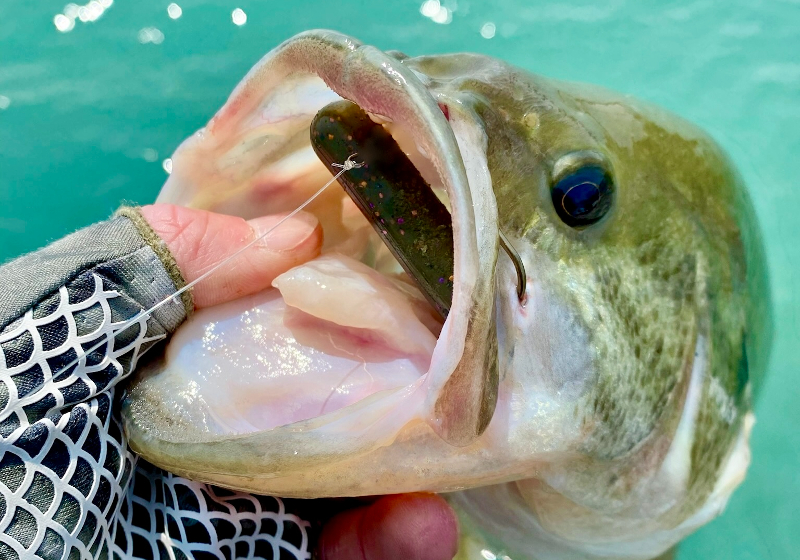 When to Fish a Tube Bait