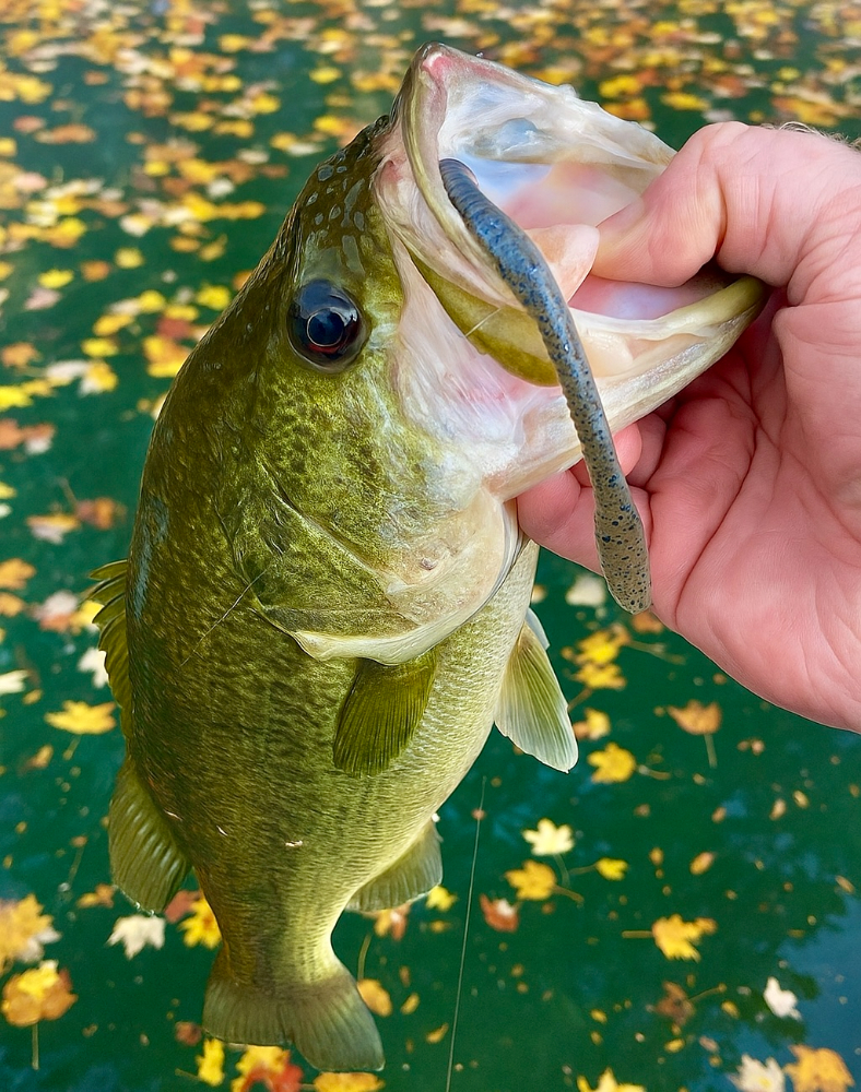 Drop Shot Fishing During Fall