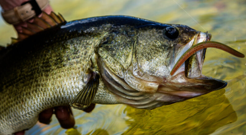 Top 5 Finesse Fishing Techniques For Fall Bass Fishing Top 5 Finesse Fishing Techniques For Fall Bass Fishing